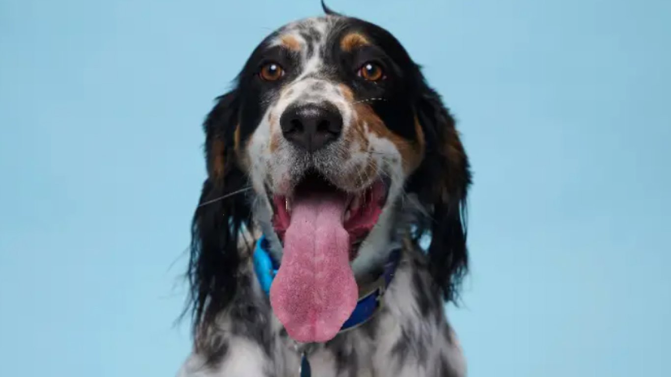 Англійський сетер став володарем найдовшого язика серед собак — який його розмір