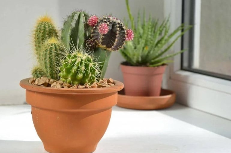 Красивий кактус на підвіконні.