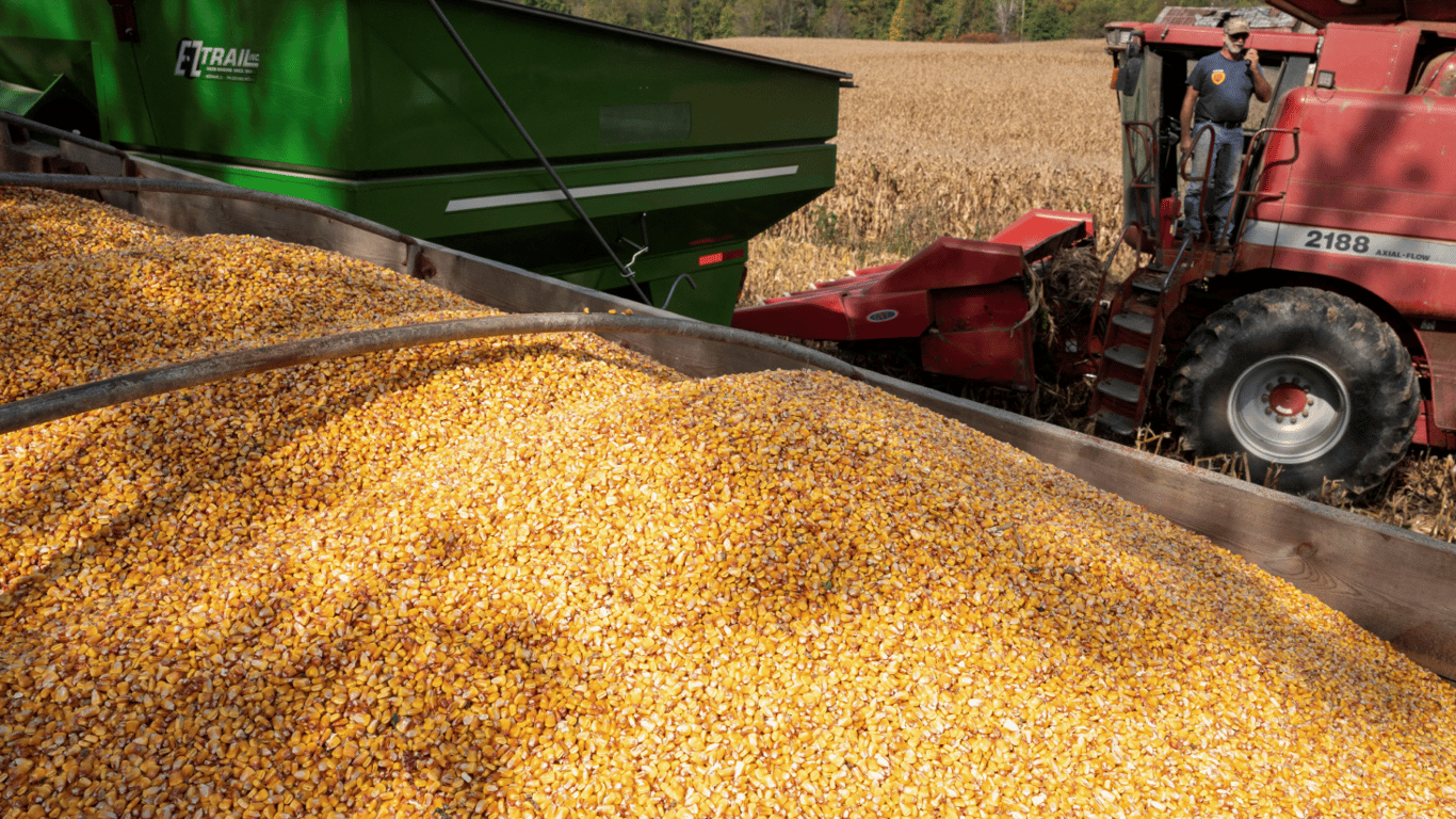 Цены на зерновые в Украине по состоянию на 20 апреля 2024 года — сколько стоит кукуруза