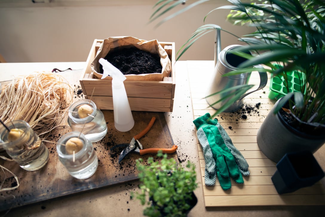 Як проростити авокадо з кісточки