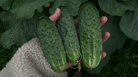 Выносливые сорта огурцов — какие выбрать для большого урожая - 285x160