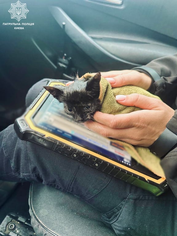 Порятунок котика в Києві 7 жовтня