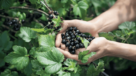 Осенняя подкормка смородины — волшебное средство подарит урожай - 285x160