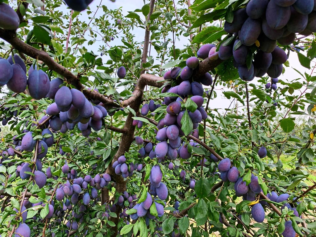 Сливовое дерево с большим урожаем.
