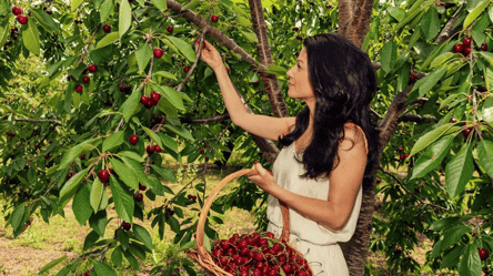 Как вырастить самую вкусную черешню в саду — правила ухода - 285x160