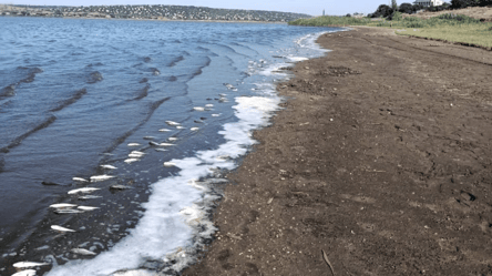 На Одещині масово гине піленгас: у воді знайшли сірководень - 290x166