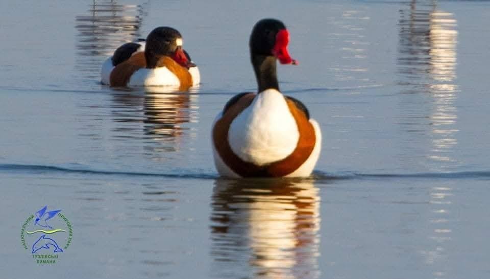 На Одещині рідкісні качки шукають пару — що їм загрожує - фото 2
