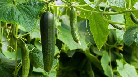 Огірки розміром із кабачок — два сорти дають рекордний врожай - 285x160