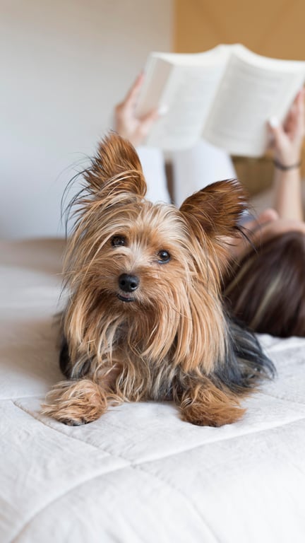 Ідеальний улюбленець — породи собак, які підходять для квартири - фото 1