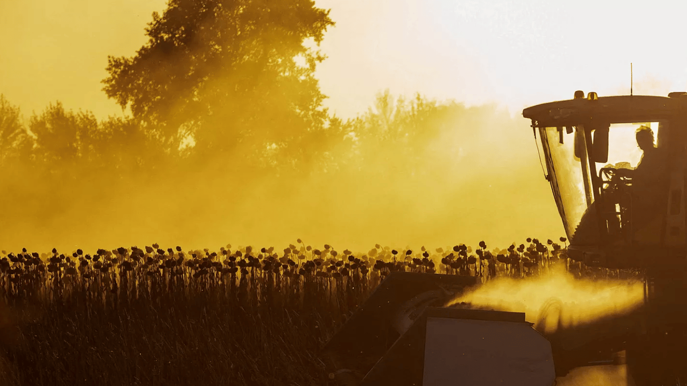 Ціни на зернові в Україні станом на 29 лютого 2024 року — скільки коштує тонна соняшнику