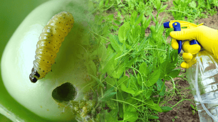 Горох на городі атакують шкідники — як врятувати врожай - 285x160