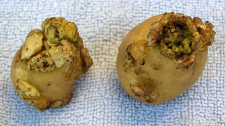 Рак картоплі — як врятувати врожай і не втратити грядки - 285x160