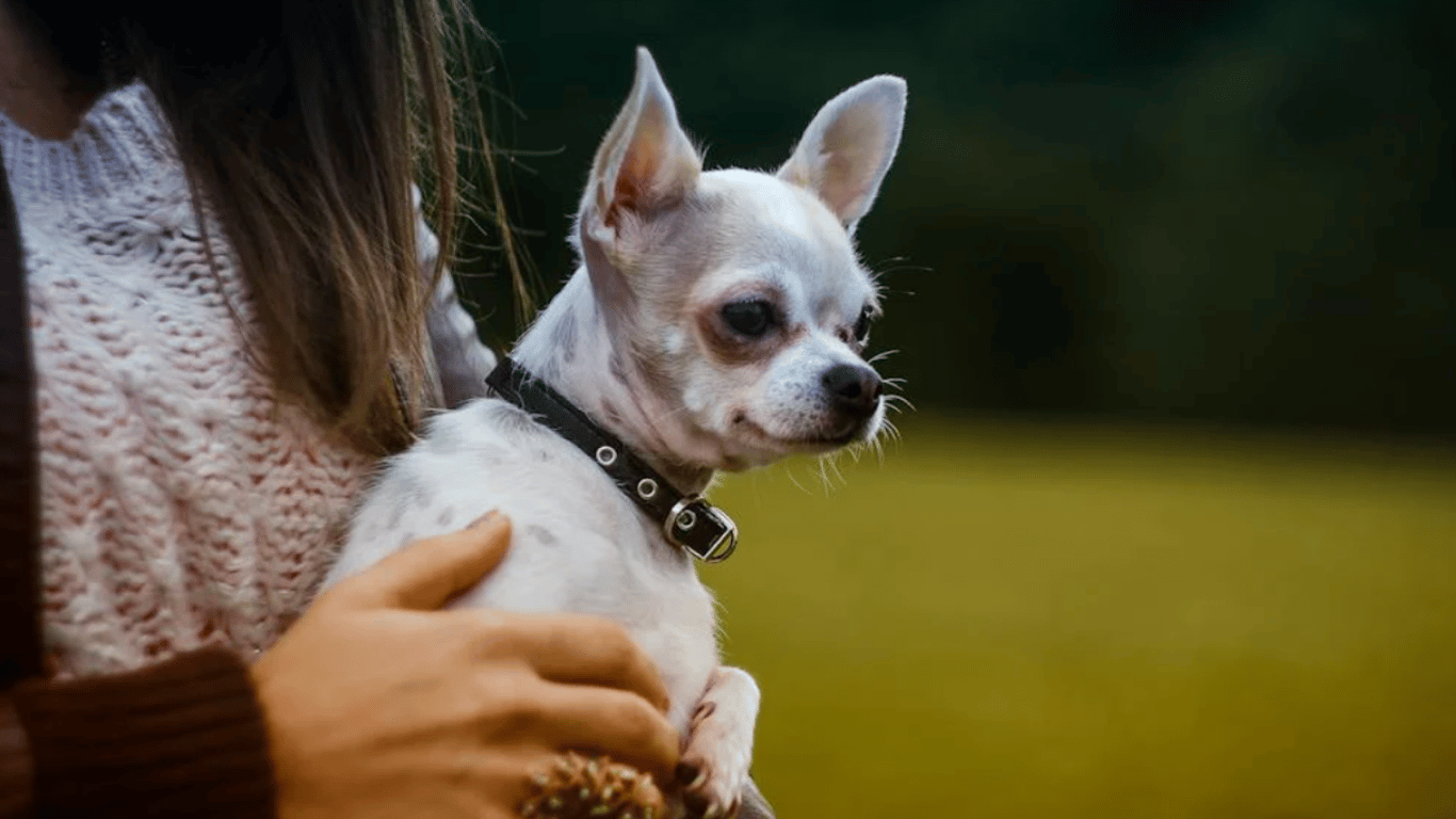 Собака породы Чихуахуа — характер, здоровье и уход за шерстью