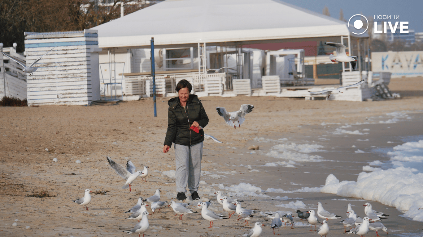 Жінка годує чайок 