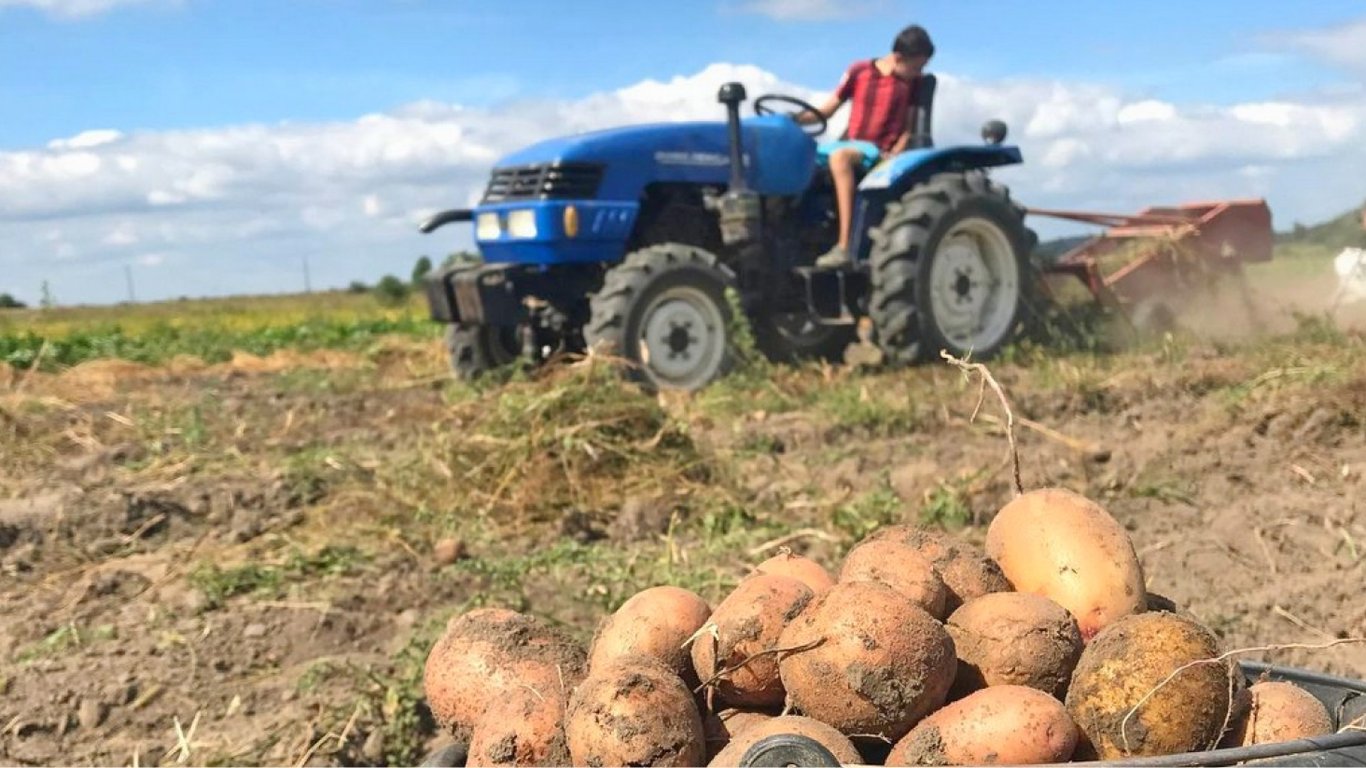 Що сіяти після картоплі на городі — сидерат, який замінює гній та інсектициди