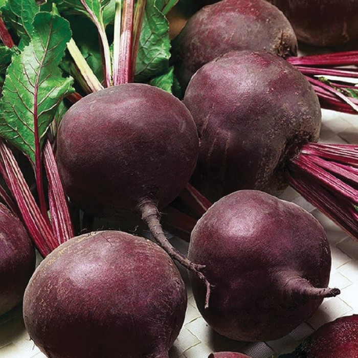 Сорт "Детройт"