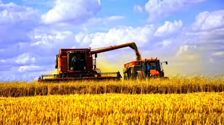 Ціни на зерно в Україні — скільки коштує пшениця у грудні - 285x160