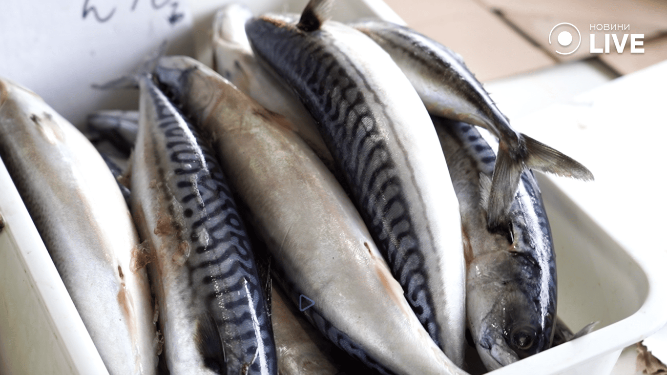 Дунайка, хамса і скумбрія — які зараз ціни на рибу в Одесі - фото 2