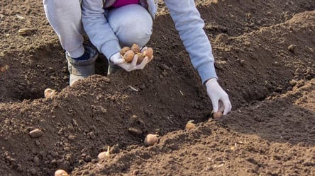 Картопля родить у рази більше — незвичний спосіб посадки - 285x160