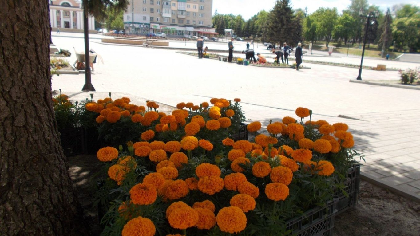 В Изюме планируют закупить цветы для клумб более чем на 650 тысяч гривен, — Prozorro