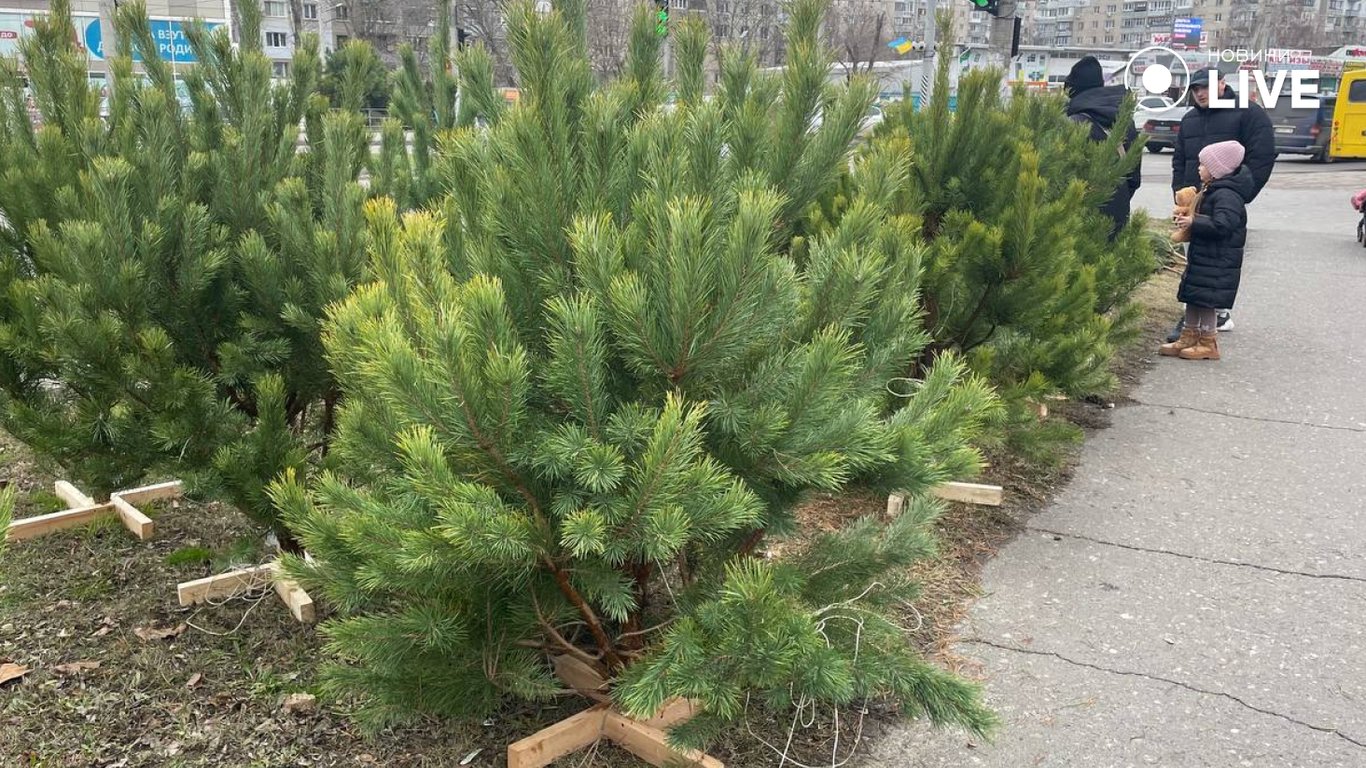 Одесситов призывают осторожно относиться к приобретению новогодних елок