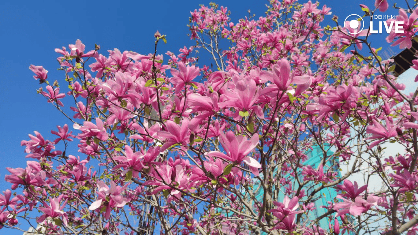 В Одеській Аркадії зацвіли магнолії — фоторепортаж - фото 1