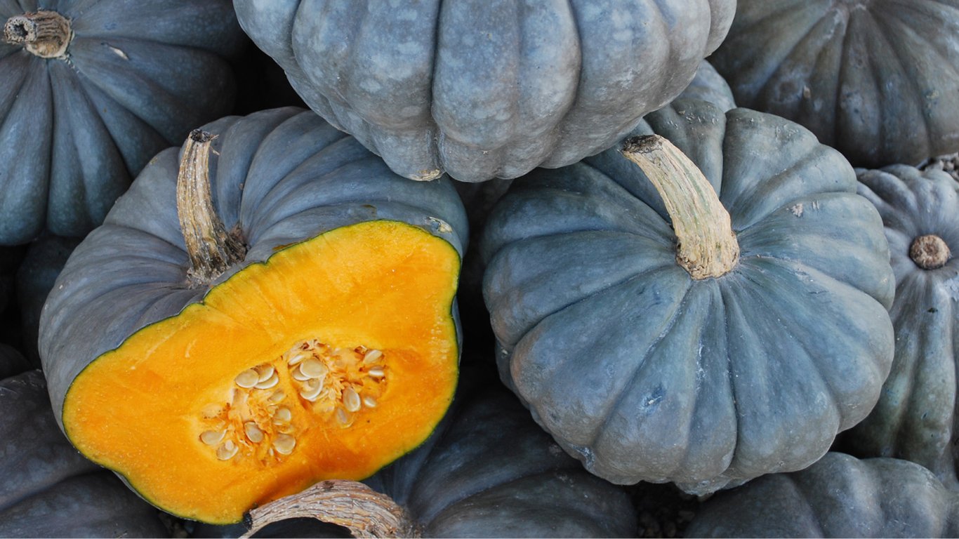 Які переваги вирощування сорту гарбуза "Тріамбл"