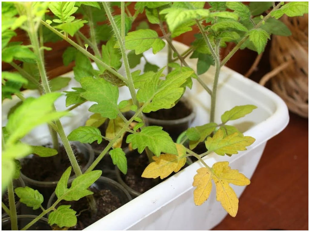 Які контейнери для розсади — поганий вибір