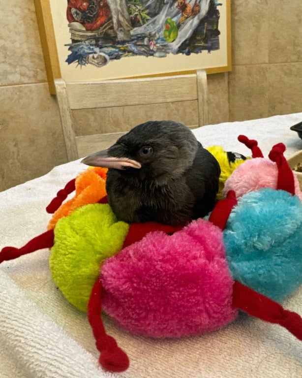 У родині Даші Астаф'євої поповнення 