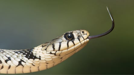 У МОЗ розповіли, що робити при укусі різних комах та змій - 285x160