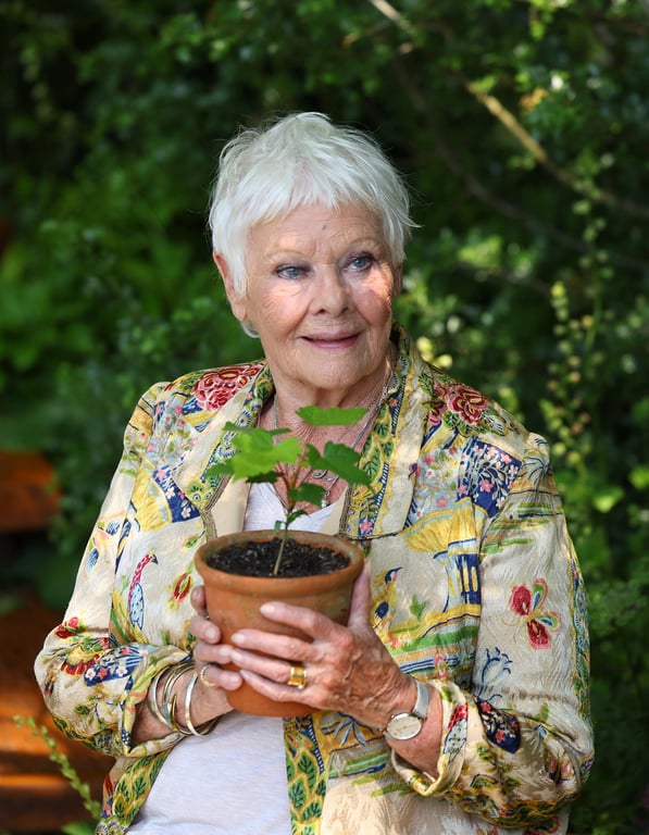 Акторка Джуді Денч