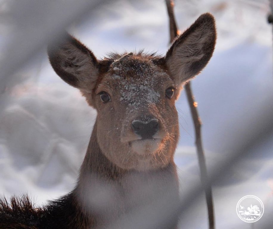 У Чорнобильській зоні збільшилася кількість вагітних олениць