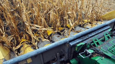 Ціни на зерно знову змінилися — яка культура подорожчала - 290x160