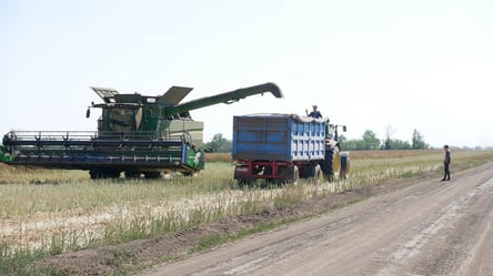 В Україні здешевшала кукурудза — вартість зернових у листопаді - 290x160