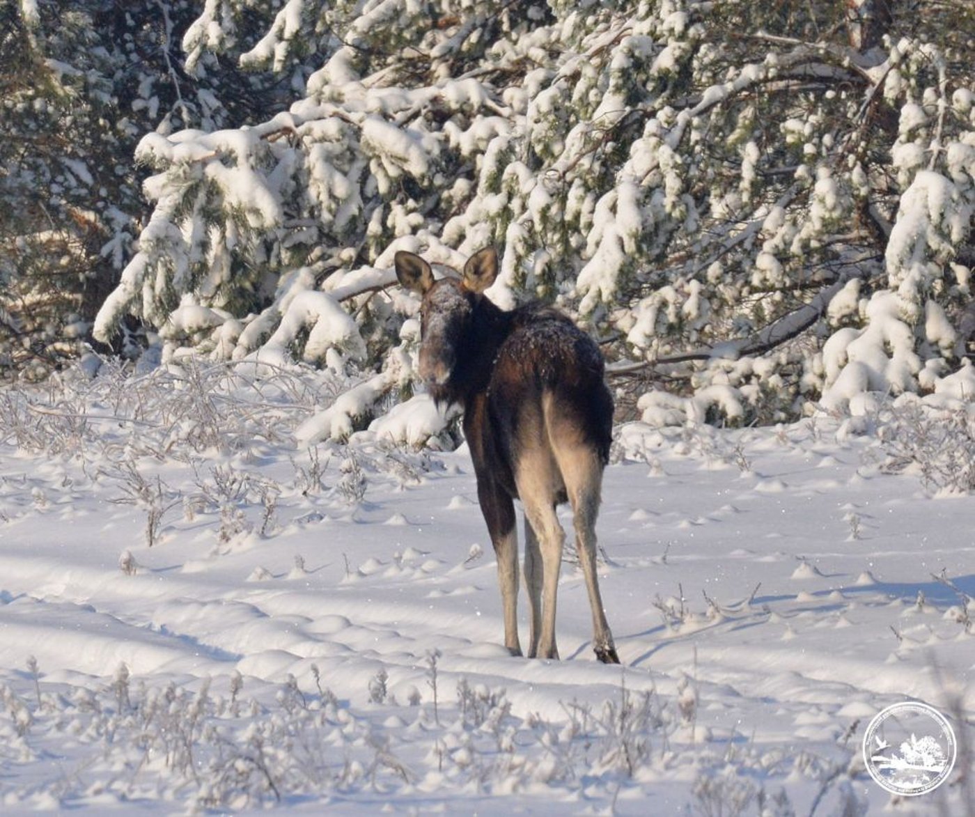 Аномальний січень у Чорнобилі