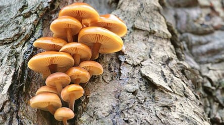 Гриби, які вбивають сад — як упізнати загрозу на деревах - 285x160