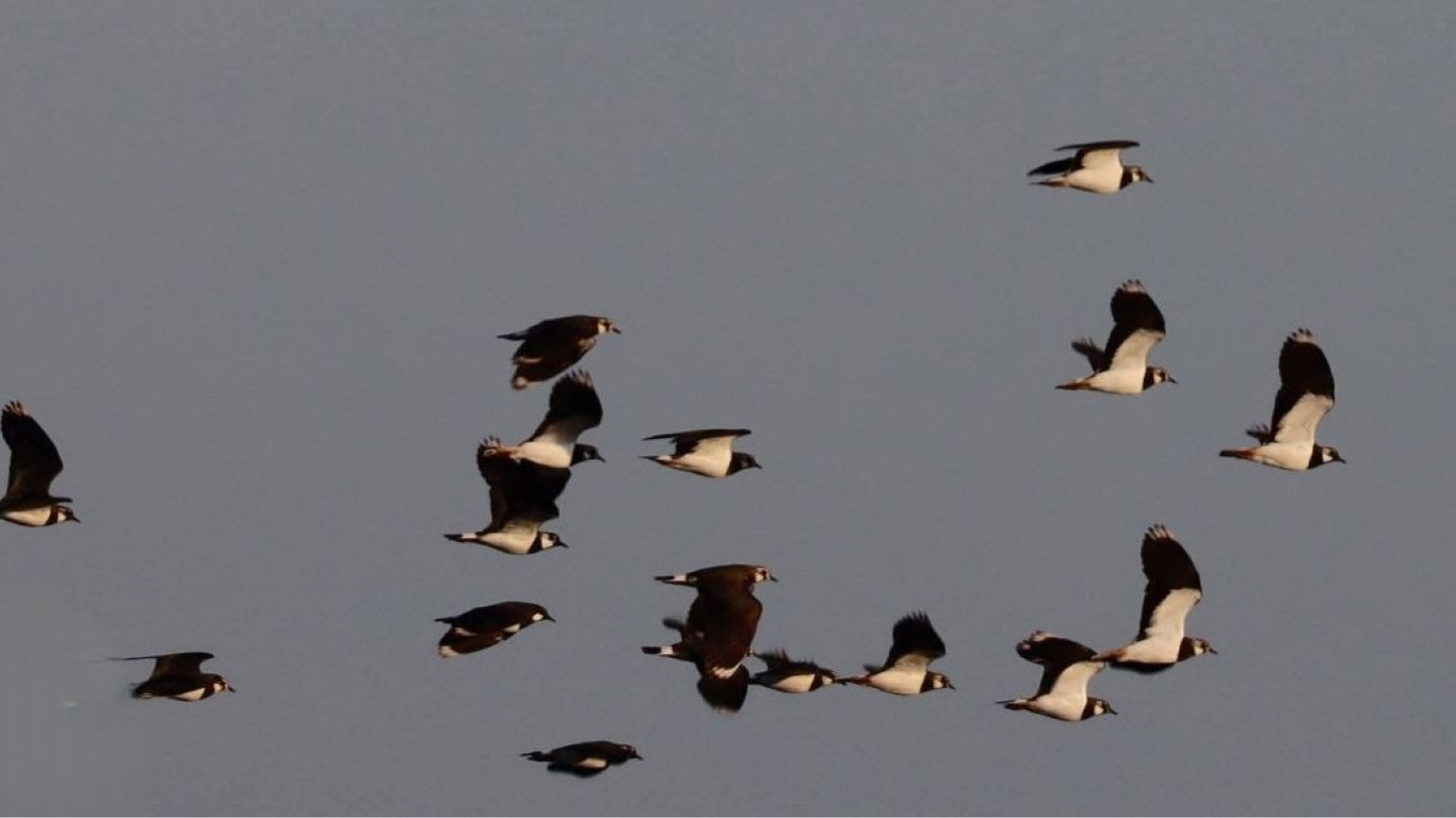 Небо над Одещиною заполонили тисячі перелітних птахів
