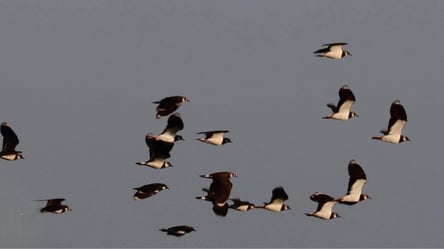 Небо над Одесчиной заполонили тысячи перелетных птиц - 285x160