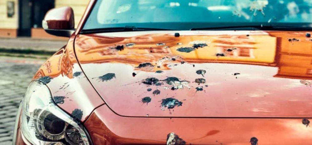 Як швидко та акуратно видалити пташиний послід з авто — прості лайфхаки - фото 1