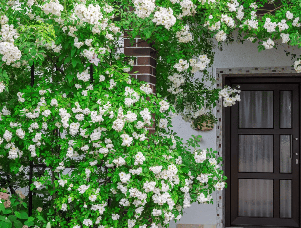 Кучерявые розы