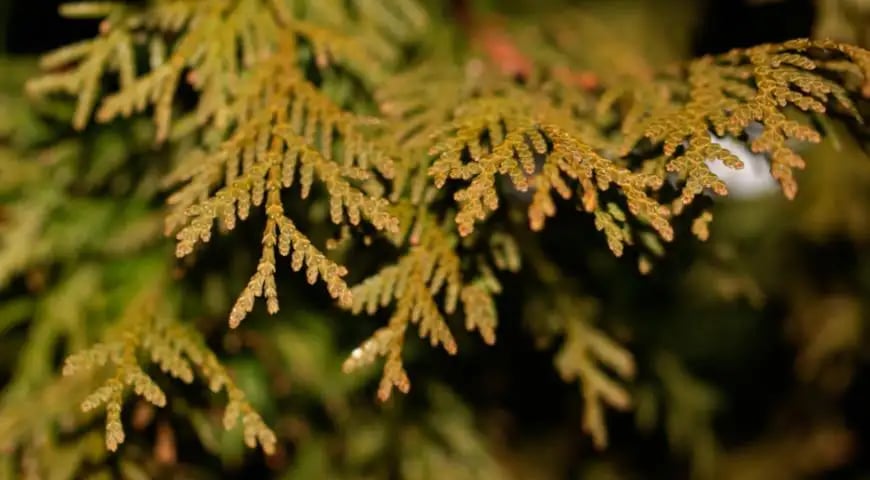 Якщо туя у саду почала жовтіти — шість серйозних причин