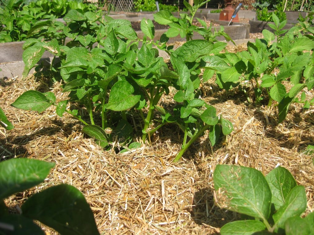 Посадка картошки