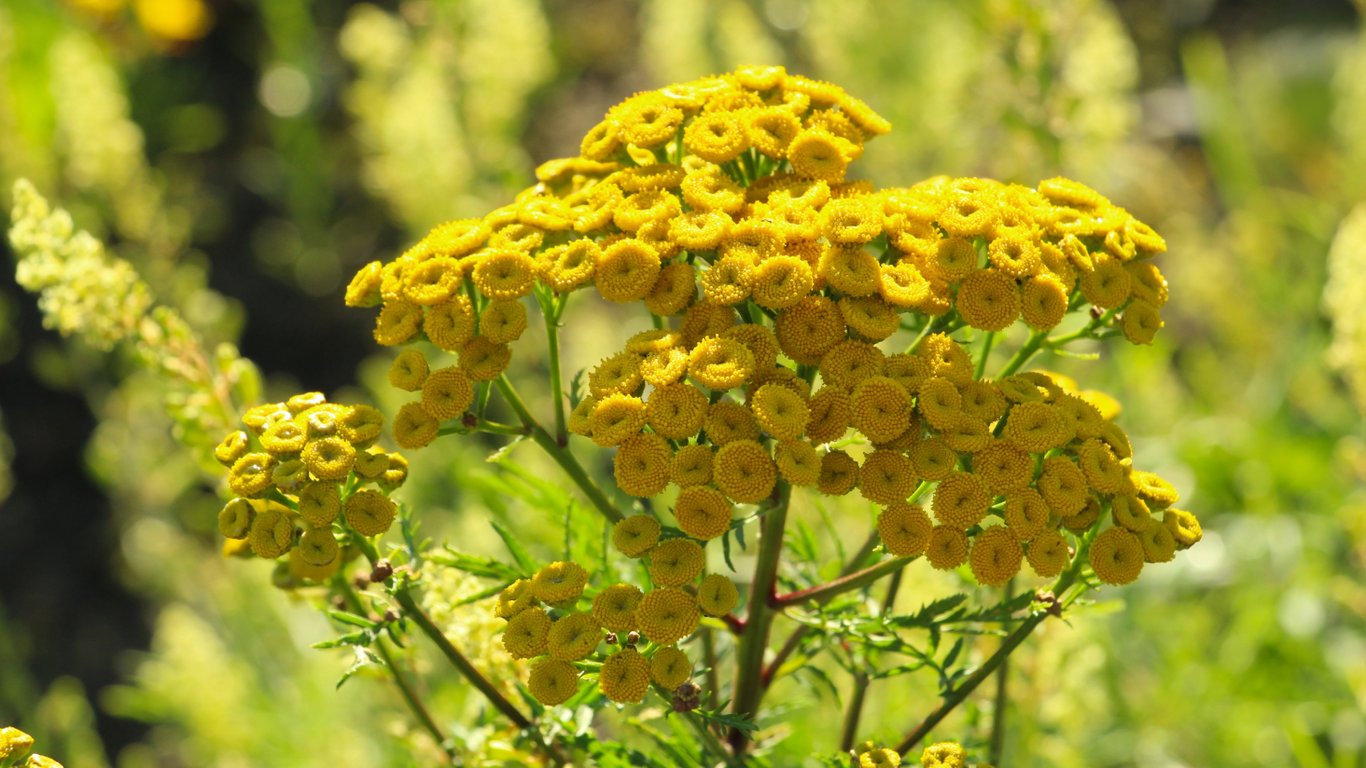 Пижмо у період цвітіння.