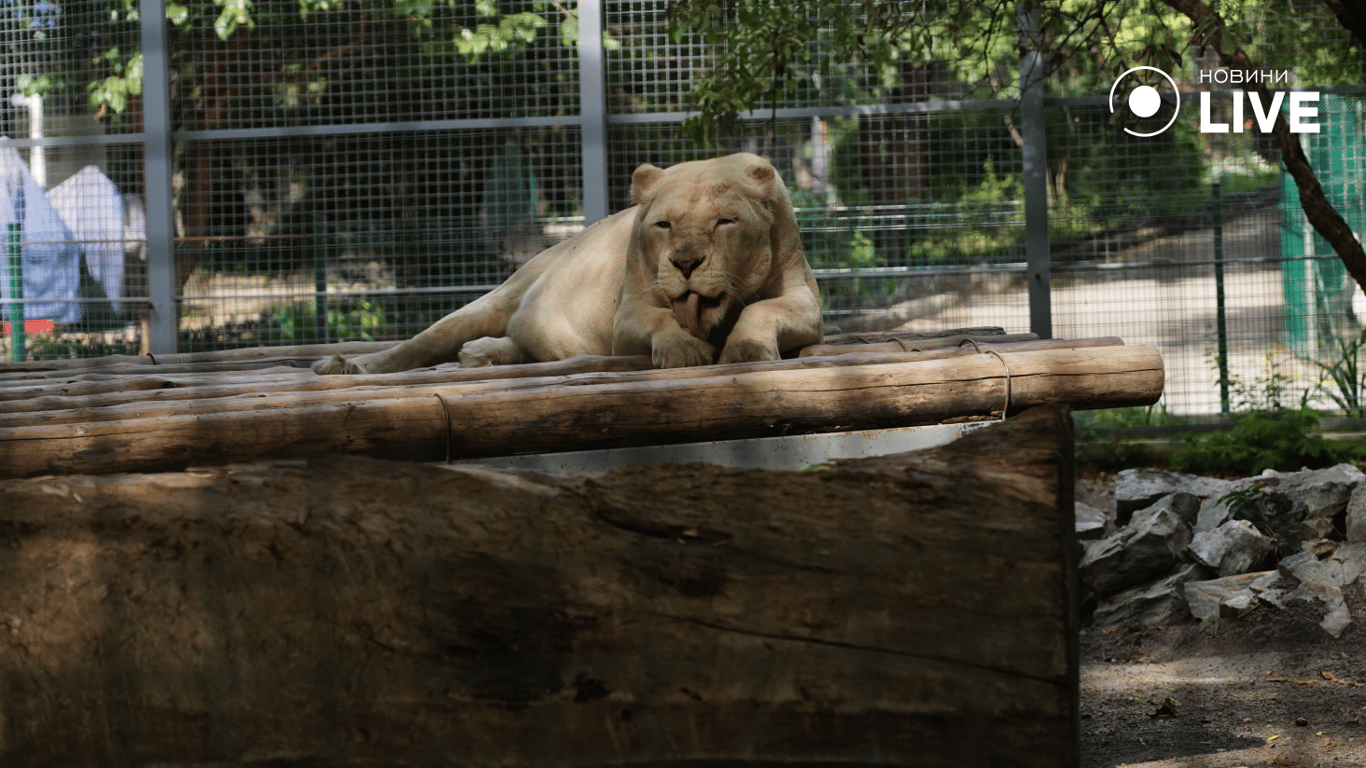 A white lioness in the Odessa zoo. Photo: News.LIVE/Yulia Braslavska