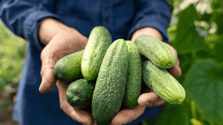 Огурцы станут вдвое урожайнее — посадите рядом эти культуры - 285x160