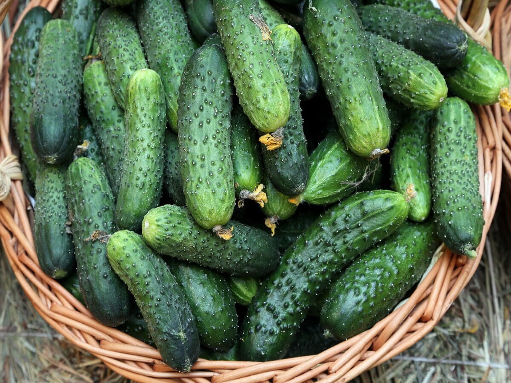 Цей ранній сорт огірків дасть шалений врожай вже у травні або