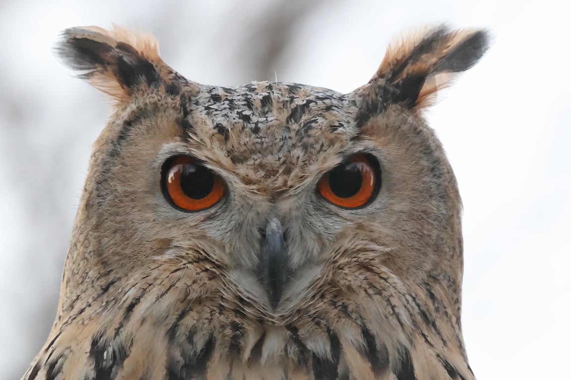 Сова в Дельті Дунаю