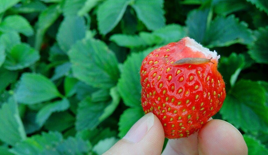 Улитка на спелой клубнике