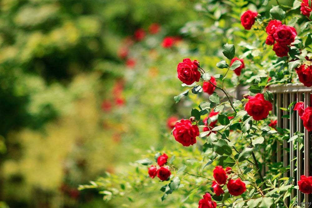 Розы, выращенные под забором