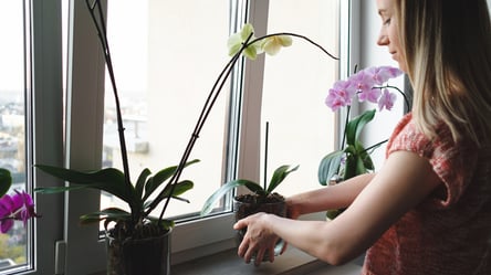 Цветы, которым нужен покой зимой — как правильно ухаживать - 285x160